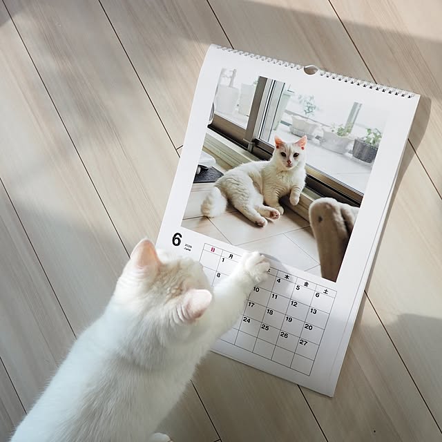 tomatoさんの実例写真