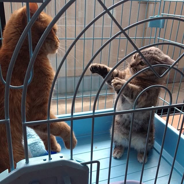 shujiさんの実例写真