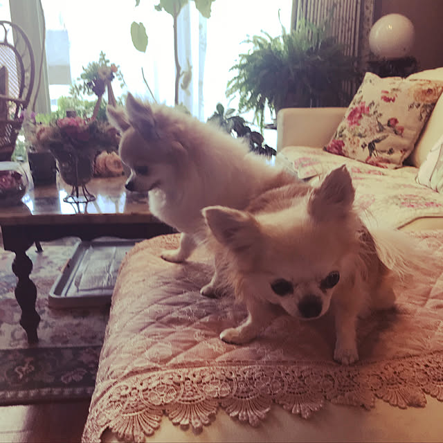 saraminさんの実例写真