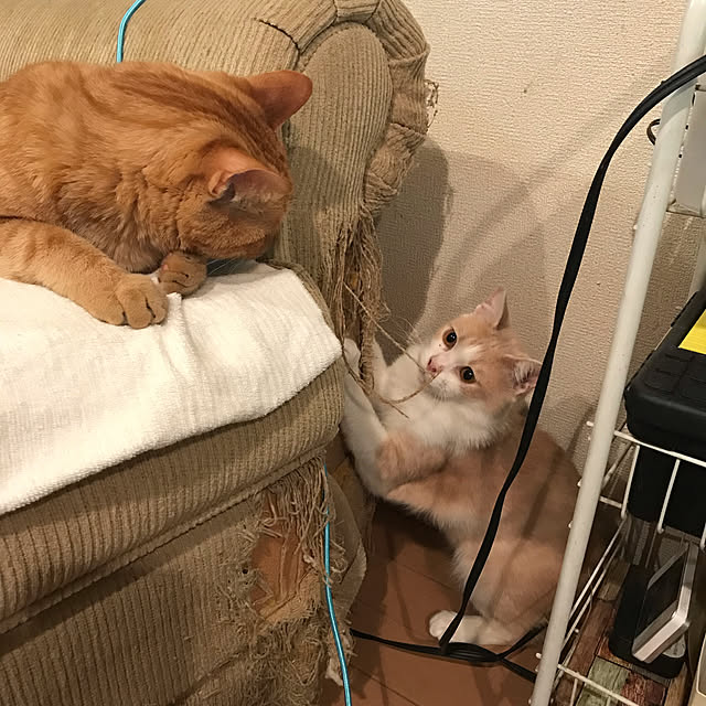 kou-kitiさんの実例写真