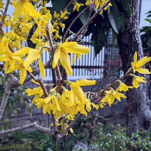 ku-garnet18さんの部屋