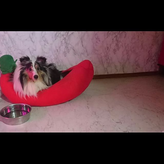 okuyukiさんの実例写真