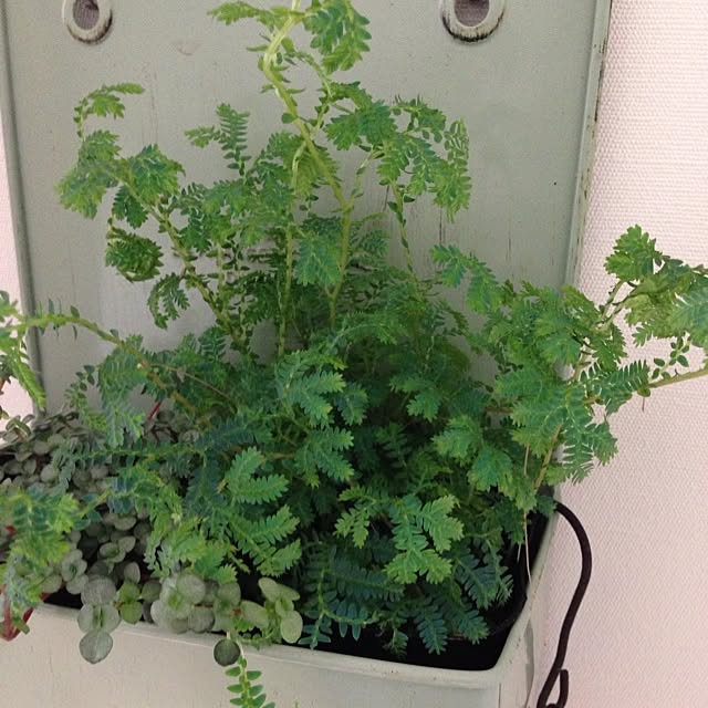 Nanaさんの実例写真