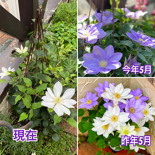 sachieyさんの実例写真