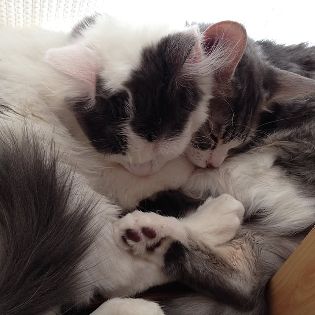 実例写真