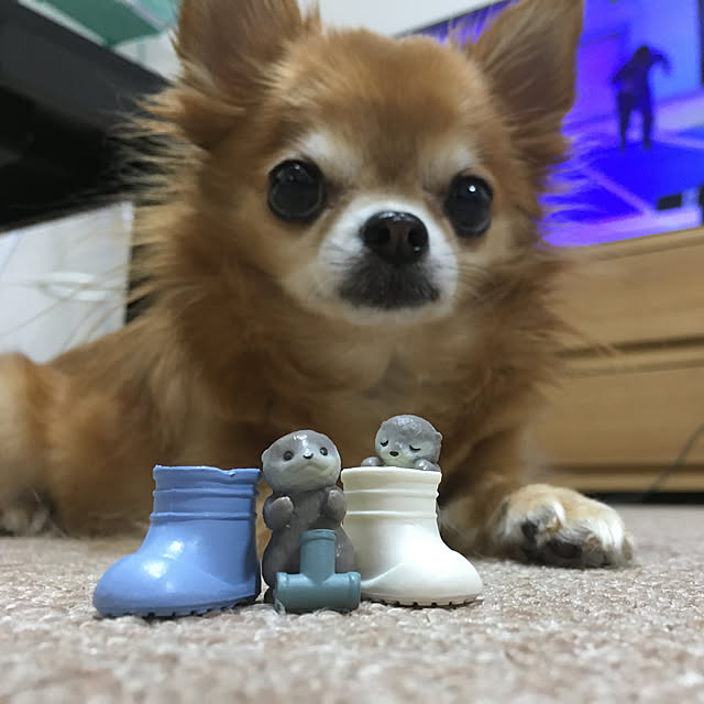 koroさんの実例写真