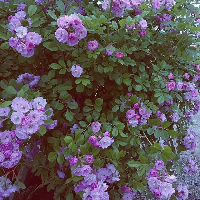 ree.yoshi-1001さんの実例写真