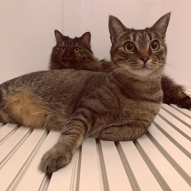 mikomaruさんの実例写真