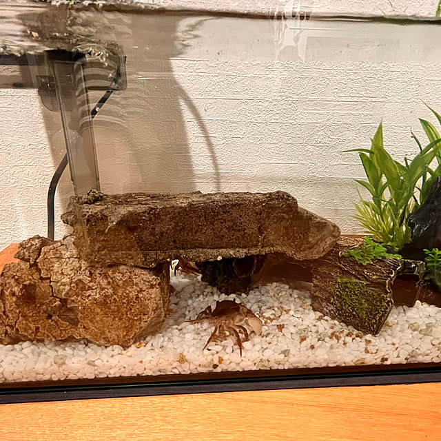 Attaさんの部屋