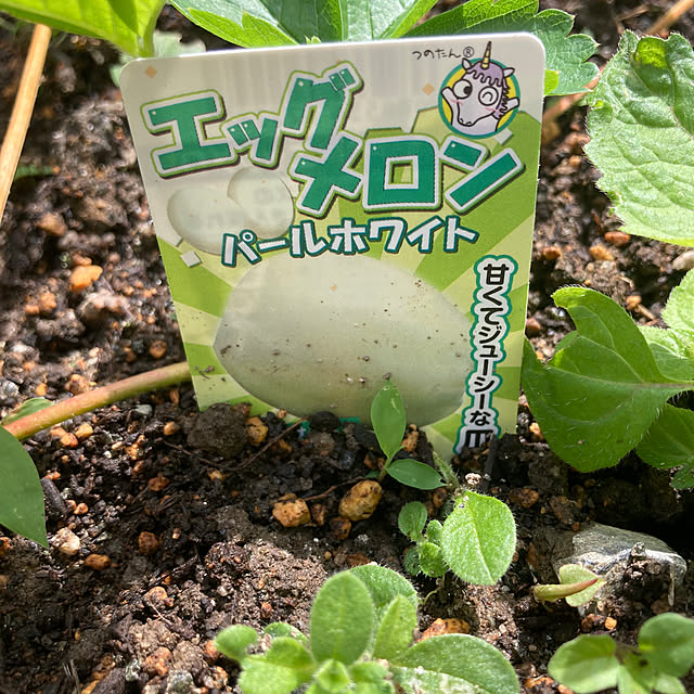 manduonmaさんの部屋