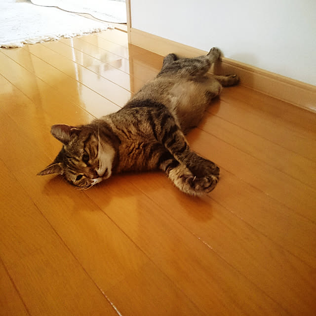 lilyさんの実例写真