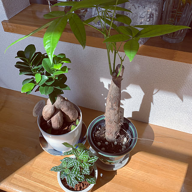 winceさんの実例写真