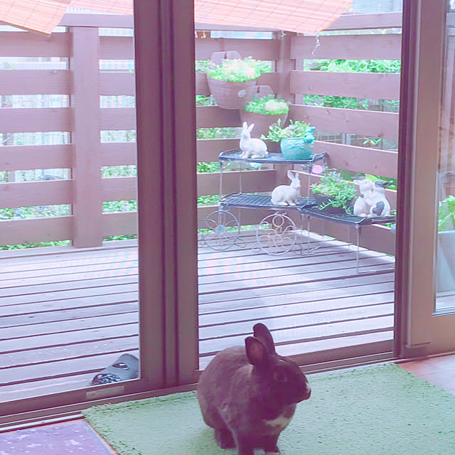 portulacaさんの実例写真