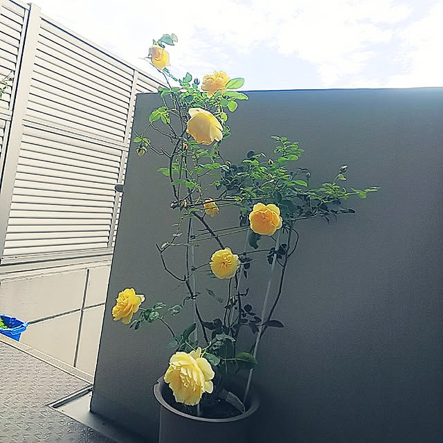 hiromimiさんの実例写真