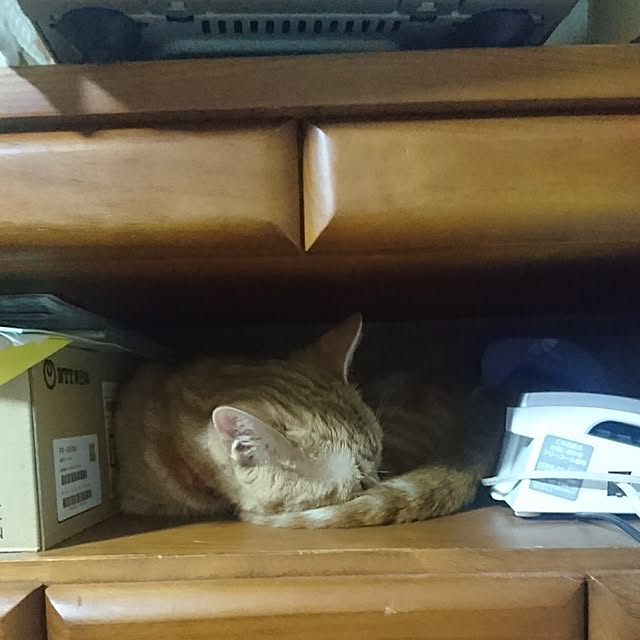 shinobuさんの実例写真