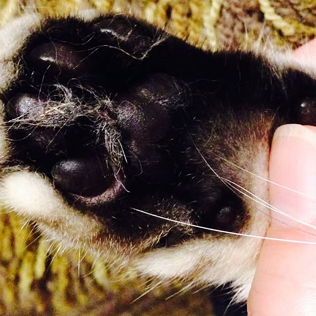 fuku48さんの実例写真
