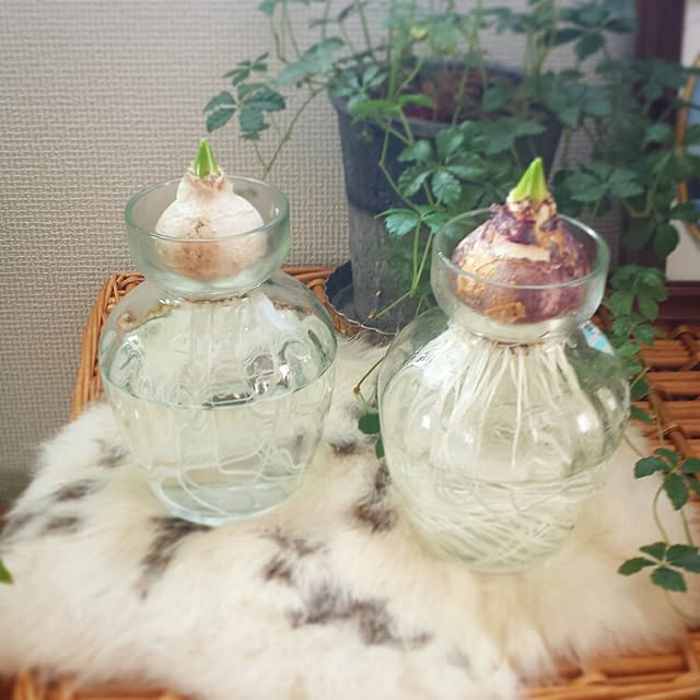 masax_xさんの実例写真