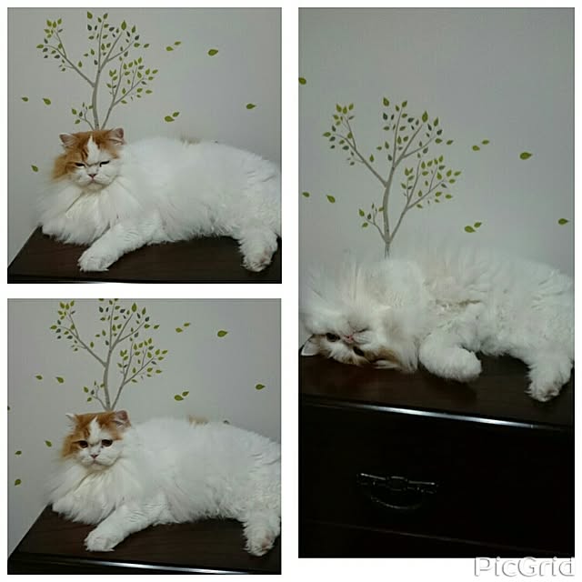 1ldksさんの実例写真