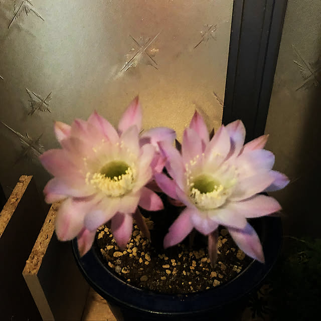beautifulflowerさんの実例写真