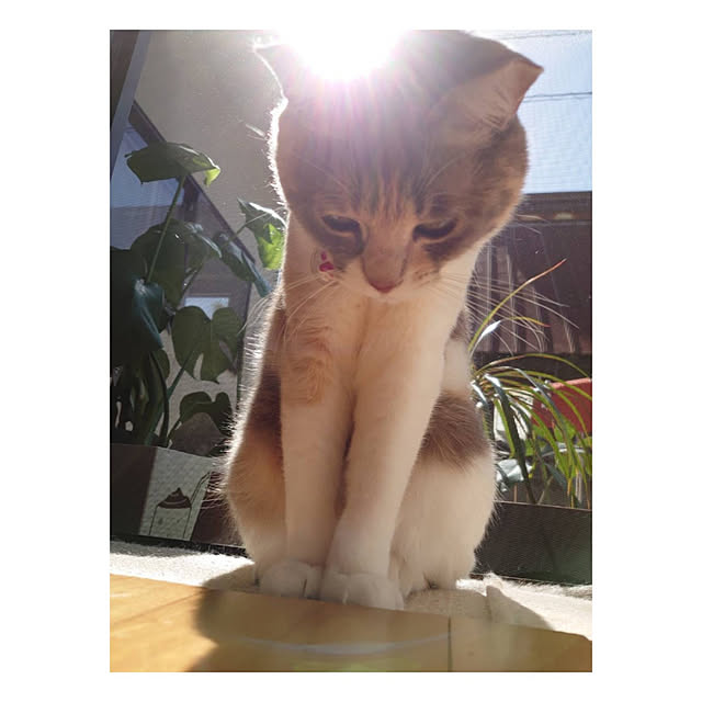 fukuさんの実例写真