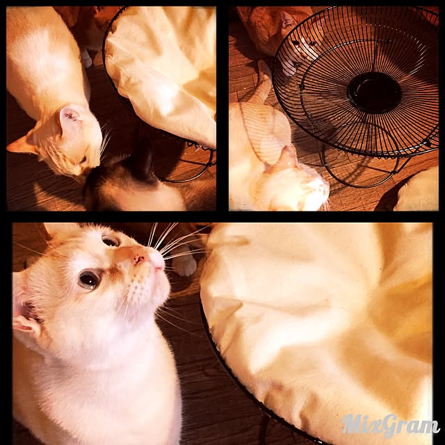 comiruxxxxさんの実例写真