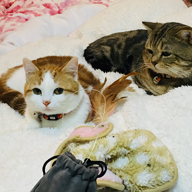 annaさんの実例写真