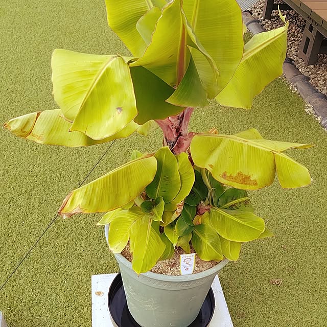 shugoさんの実例写真
