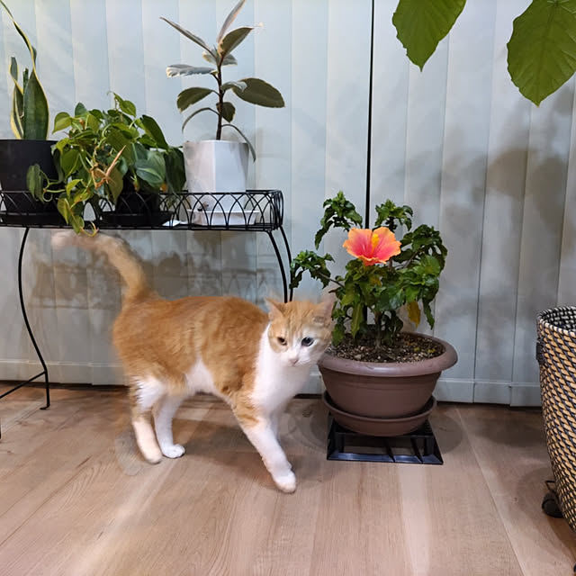 houenさんの部屋