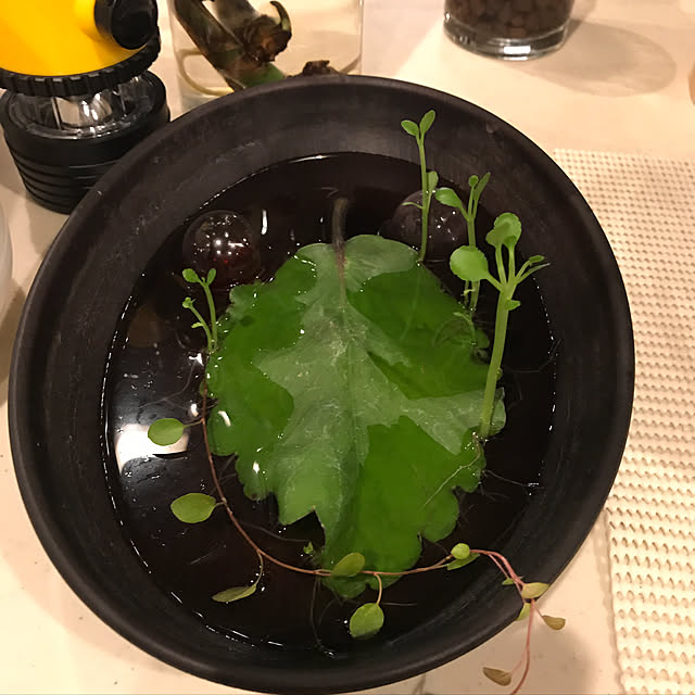 実例写真