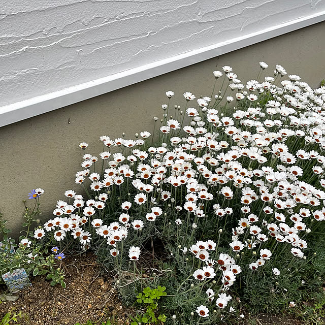 yu-iさんの実例写真