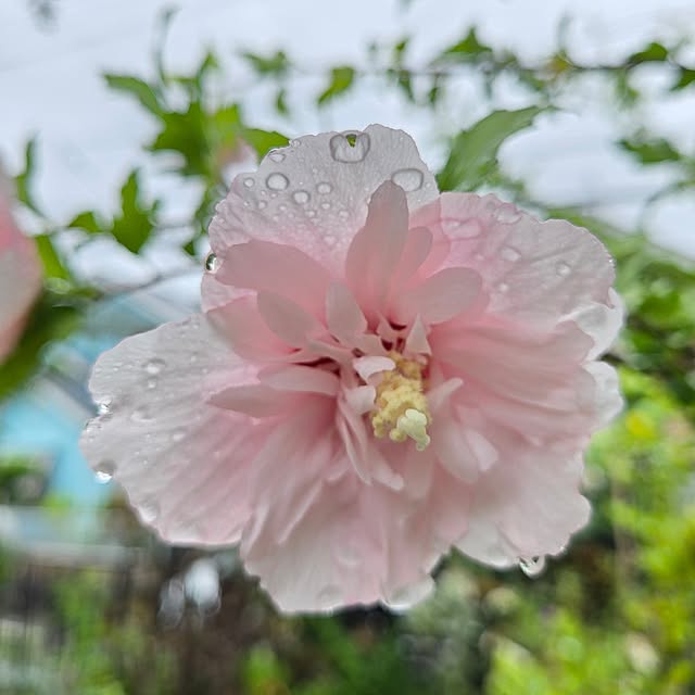 min_nimさんの実例写真