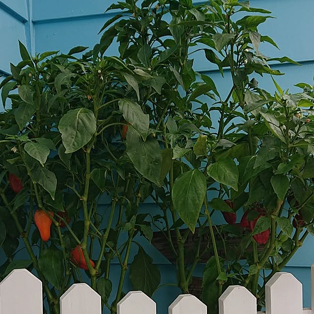 Ohigeさんの実例写真