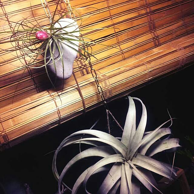 zutanさんの実例写真