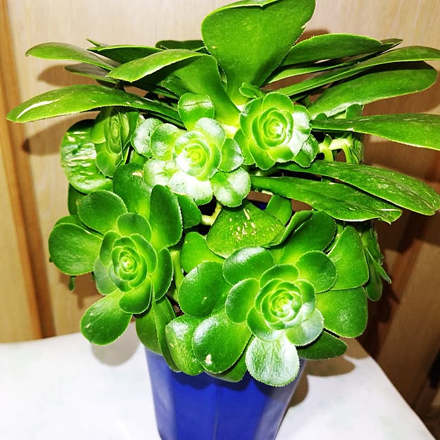 katさんの部屋