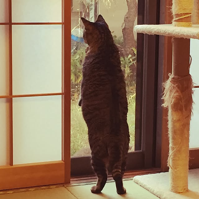 kijitoraさんの実例写真