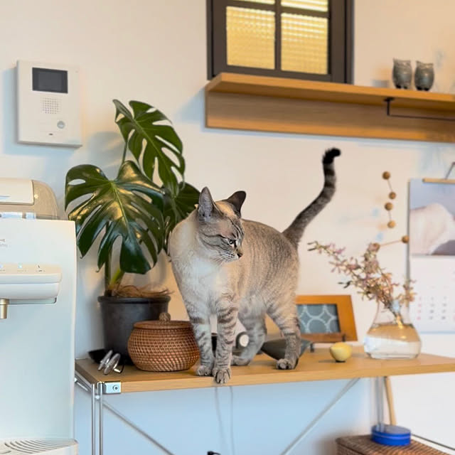 amさんの実例写真