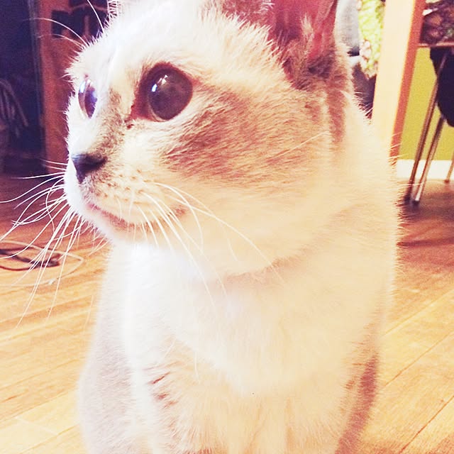 FUJIさんの実例写真