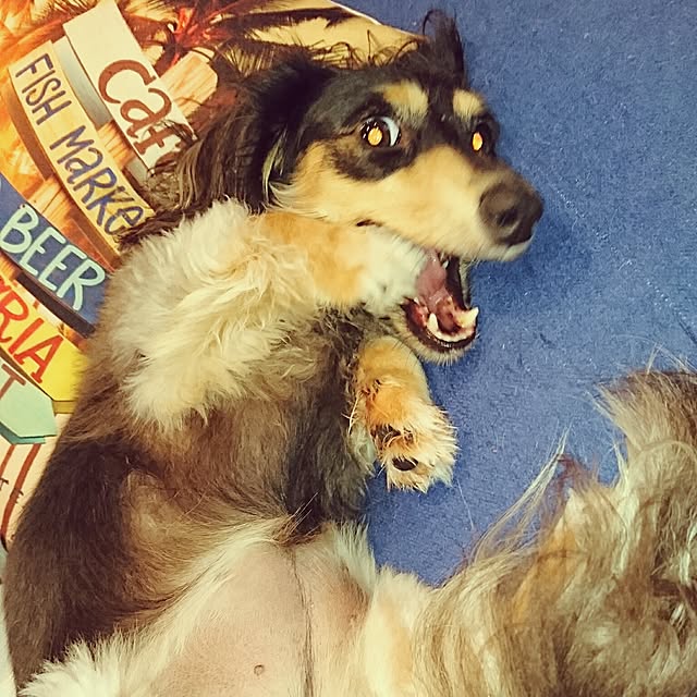 cocosorasakuさんの実例写真