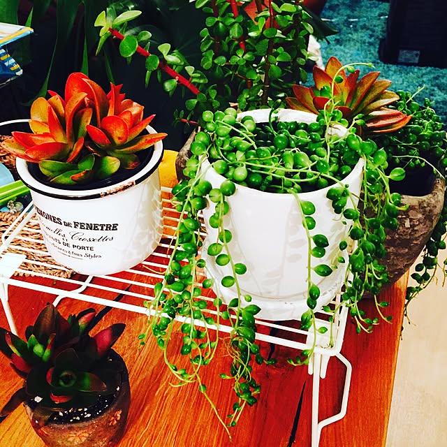棚/植物のインテリア実例 - 2016-02-23 23:27:09