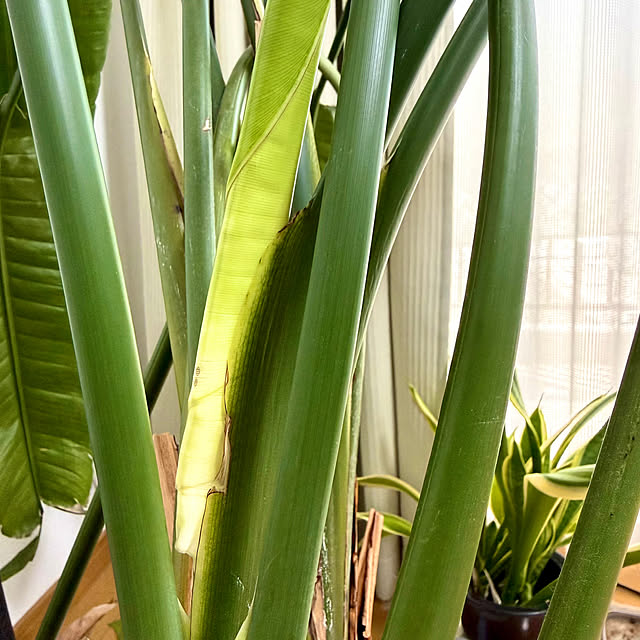 sakura-51さんの実例写真