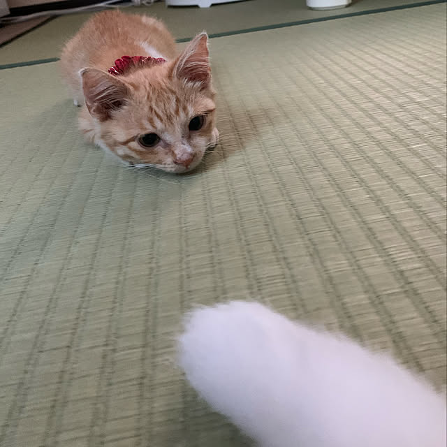 shi622さんの実例写真
