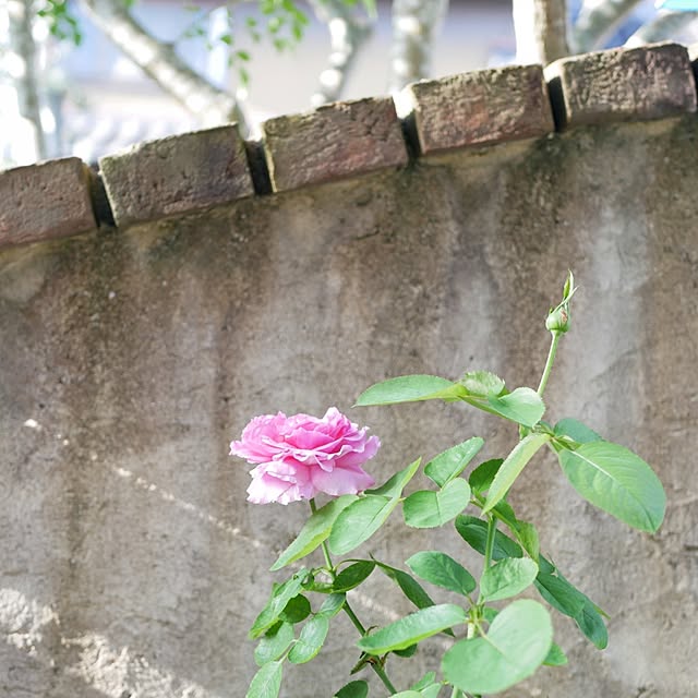 moku2さんの実例写真