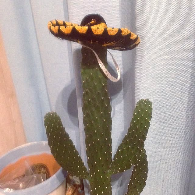chauさんの実例写真