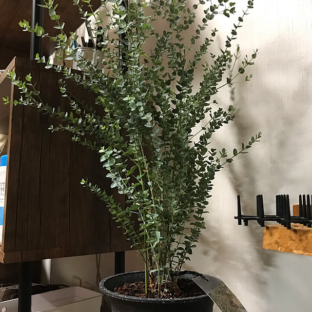 daikichiさんの実例写真
