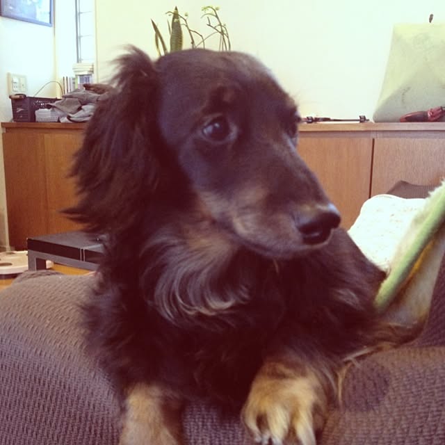 chanさんの実例写真