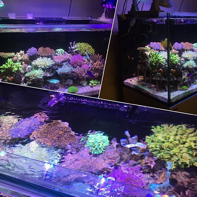 aquarium_seaさんの実例写真