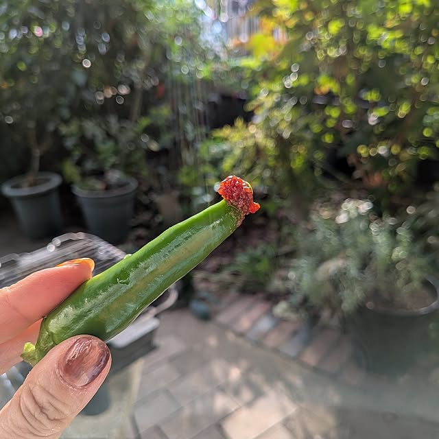 botanさんの部屋