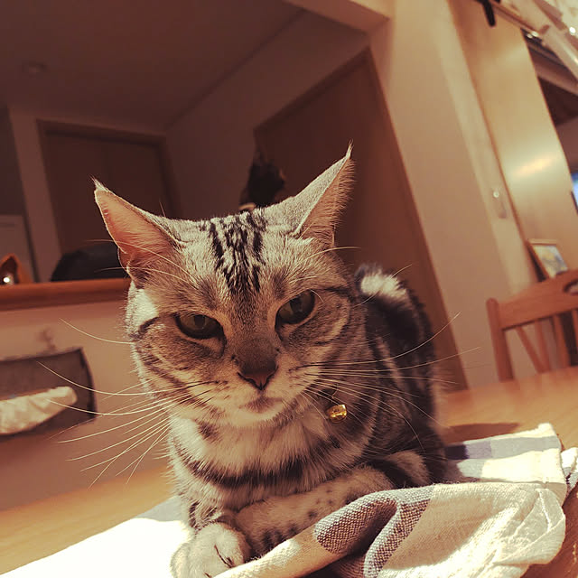 wahahaさんの実例写真