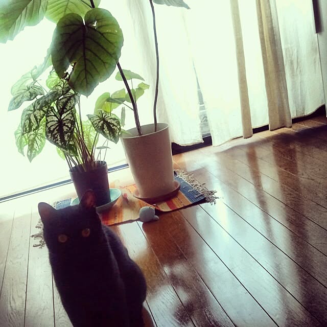 Misatoさんの実例写真