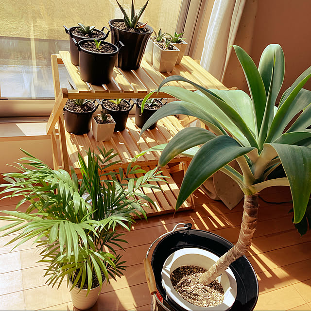 blaze.in.truthさんの実例写真